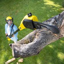 Best Organic Lawn Care Solutions  in Rowland, NC